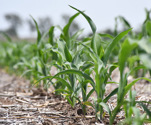 programa logo congreso de maiz