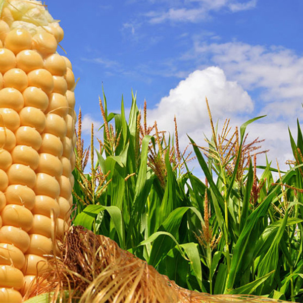 Genética y Mejoramiento