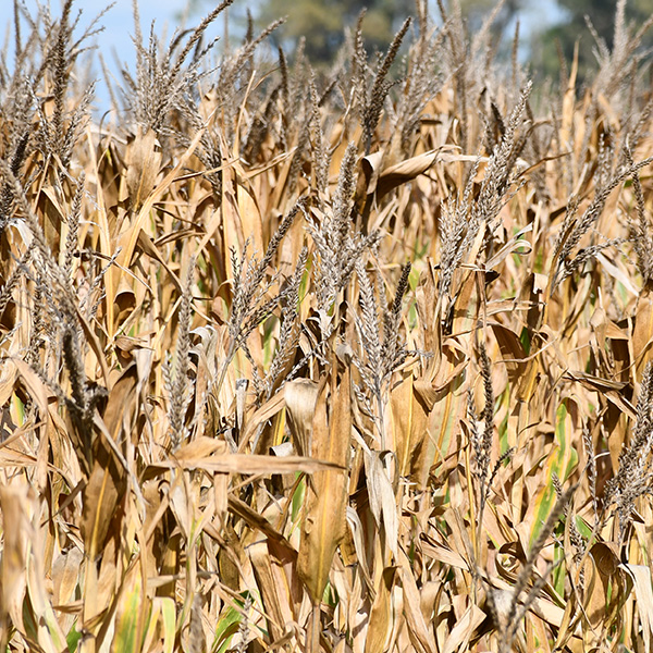 Ecofisiología y Manejos
