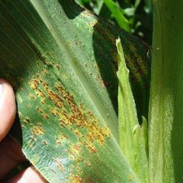 Protección de Cultivo